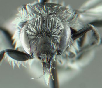 Media type: image;   Entomology 610475 Aspect: head 3D